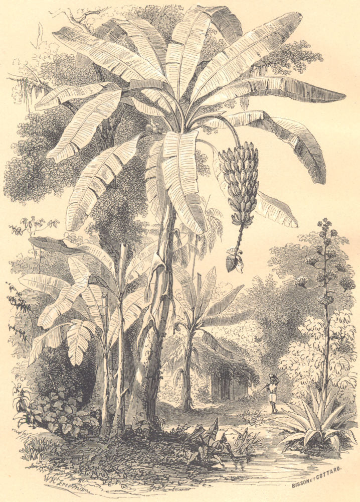 BOTANICALS. Bananier. Musa.  (Musacées)  1852 old antique print picture